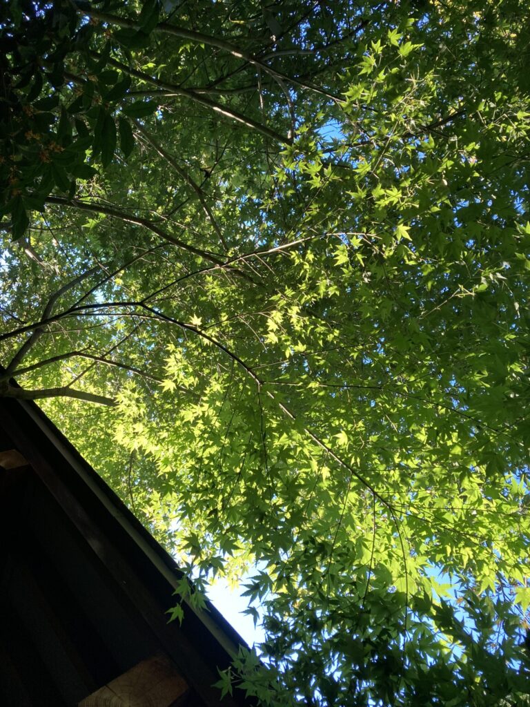 f:id:family026:20250514164615j:image